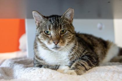 Chicken Nugget, a Adoptable Domestic Short Hair in Ringoes, NJ image 1/3