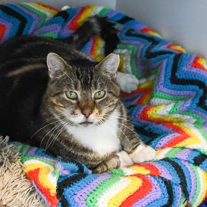 Chicken Nugget, a Adoptable Domestic Short Hair in Ringoes, NJ image 3/3