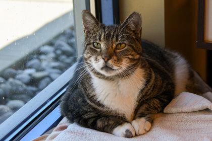Enlarge Chicken Nugget, a Adoptable Domestic Short Hair in Ringoes, NJ image 1/1