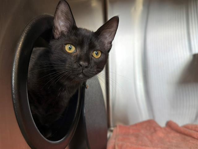 Enlarge WILBUR, a Adoptable Domestic Short Hair in Santa Rosa, CA image 1/1