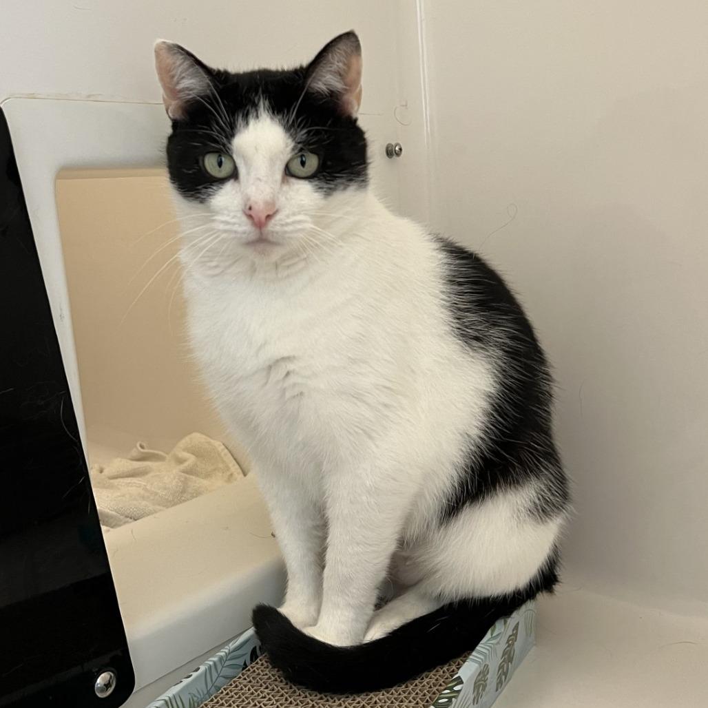 Vulpix, a Adoptable Domestic Short Hair in Novelty, OH image 1/2