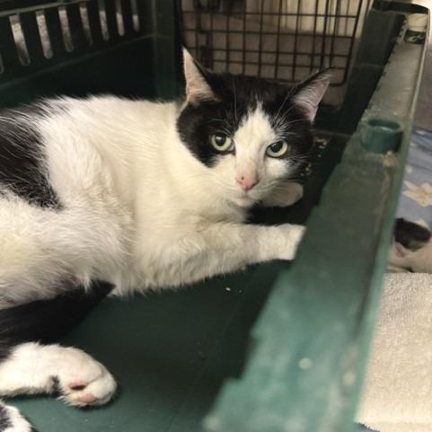 Vulpix, a Adoptable Domestic Short Hair in Novelty, OH image 2/2
