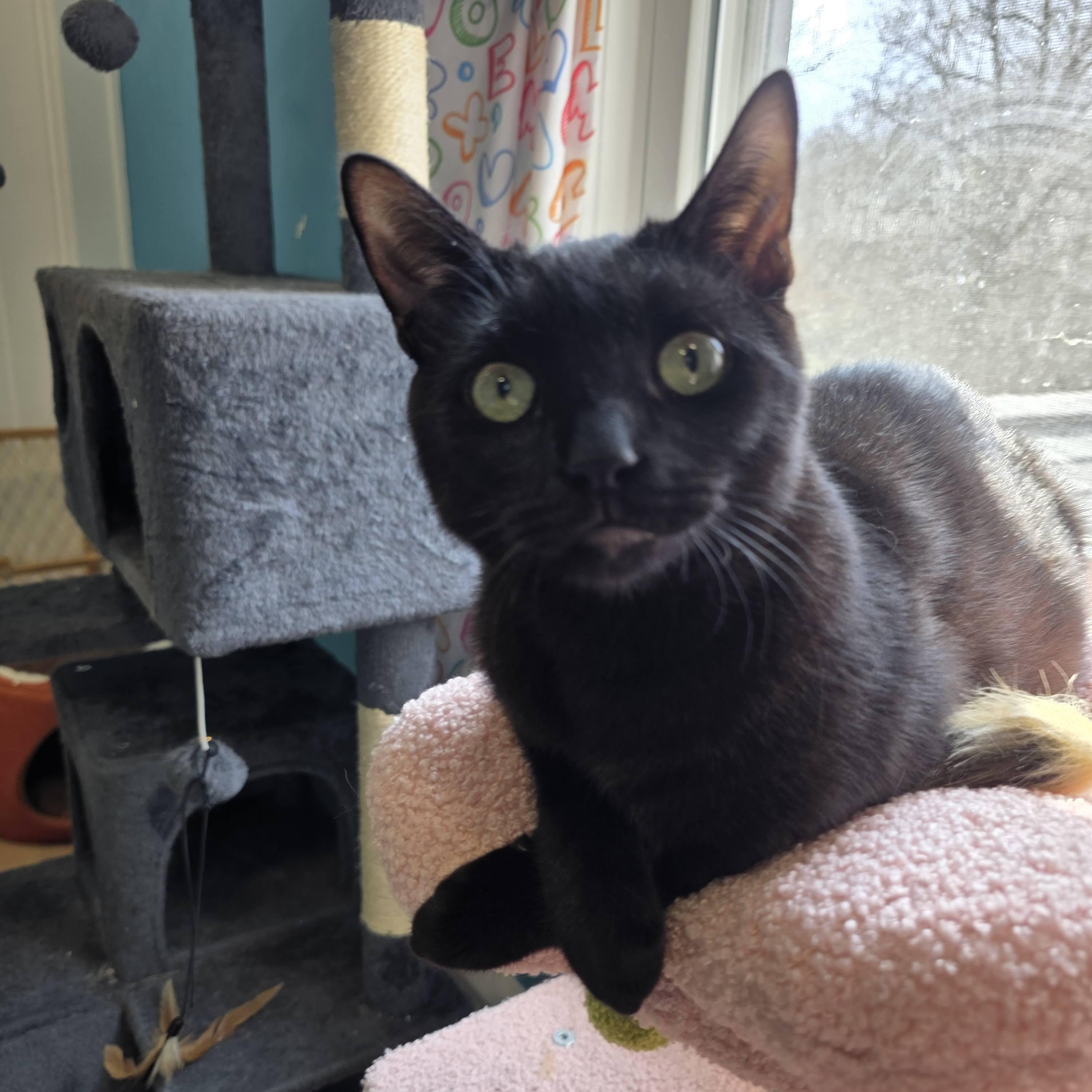 Vinnie, Adoptable, Young Male Domestic Short Hair.