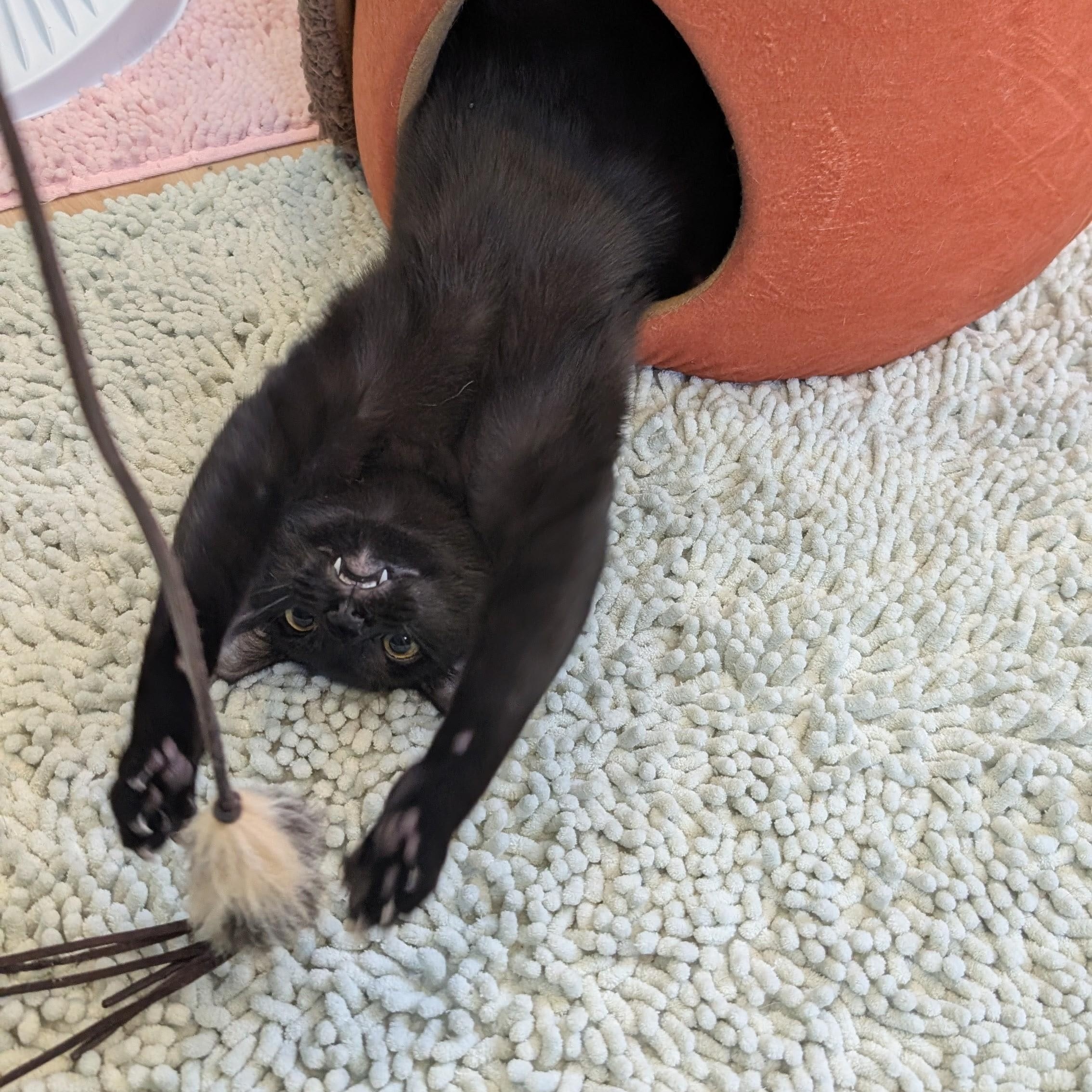 Enlarge Vinnie, a Adoptable mixed breed in Woodbury, NJ image 2/5