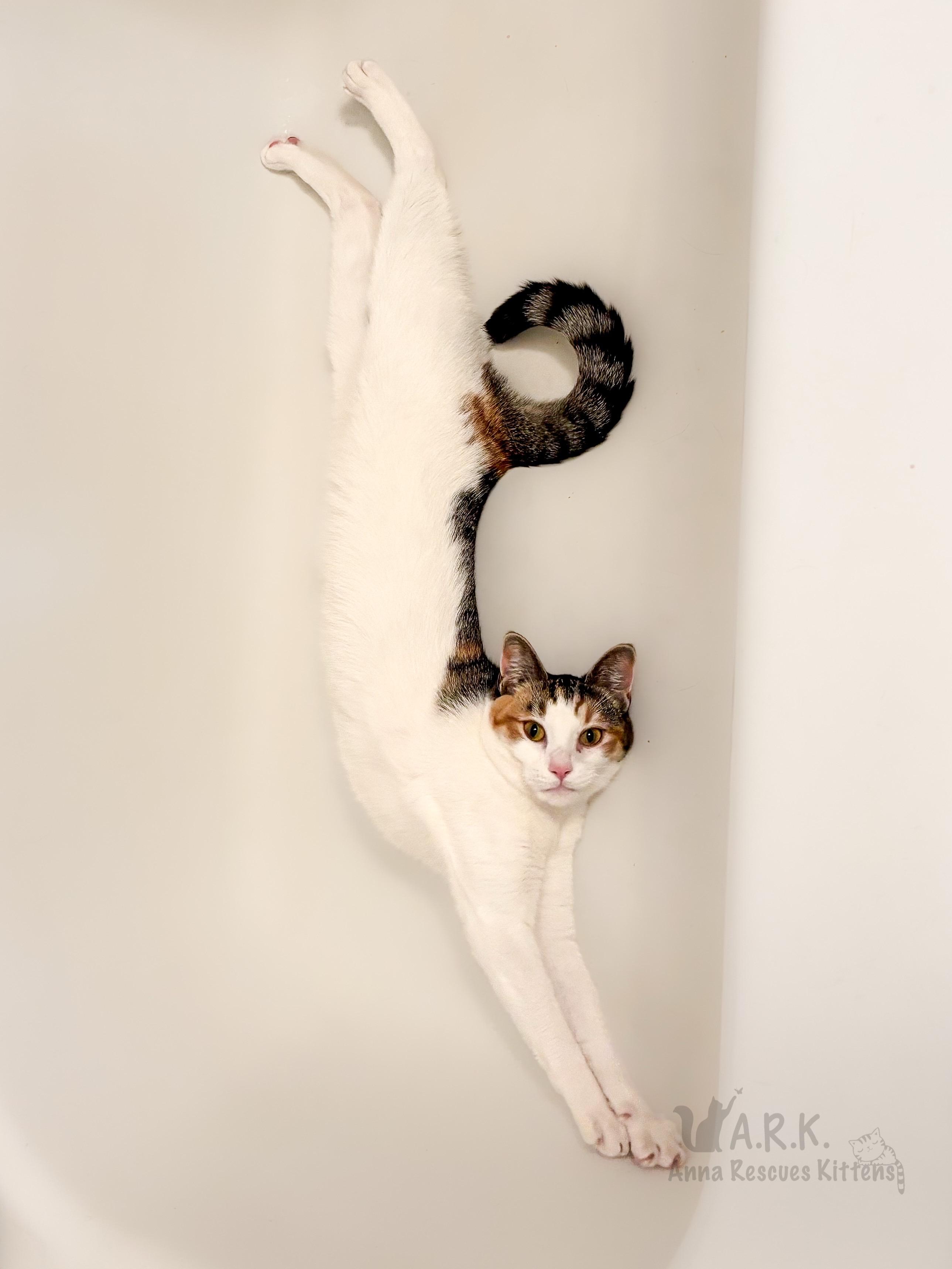 Raven, a Adoptable Domestic Short Hair image 1/3