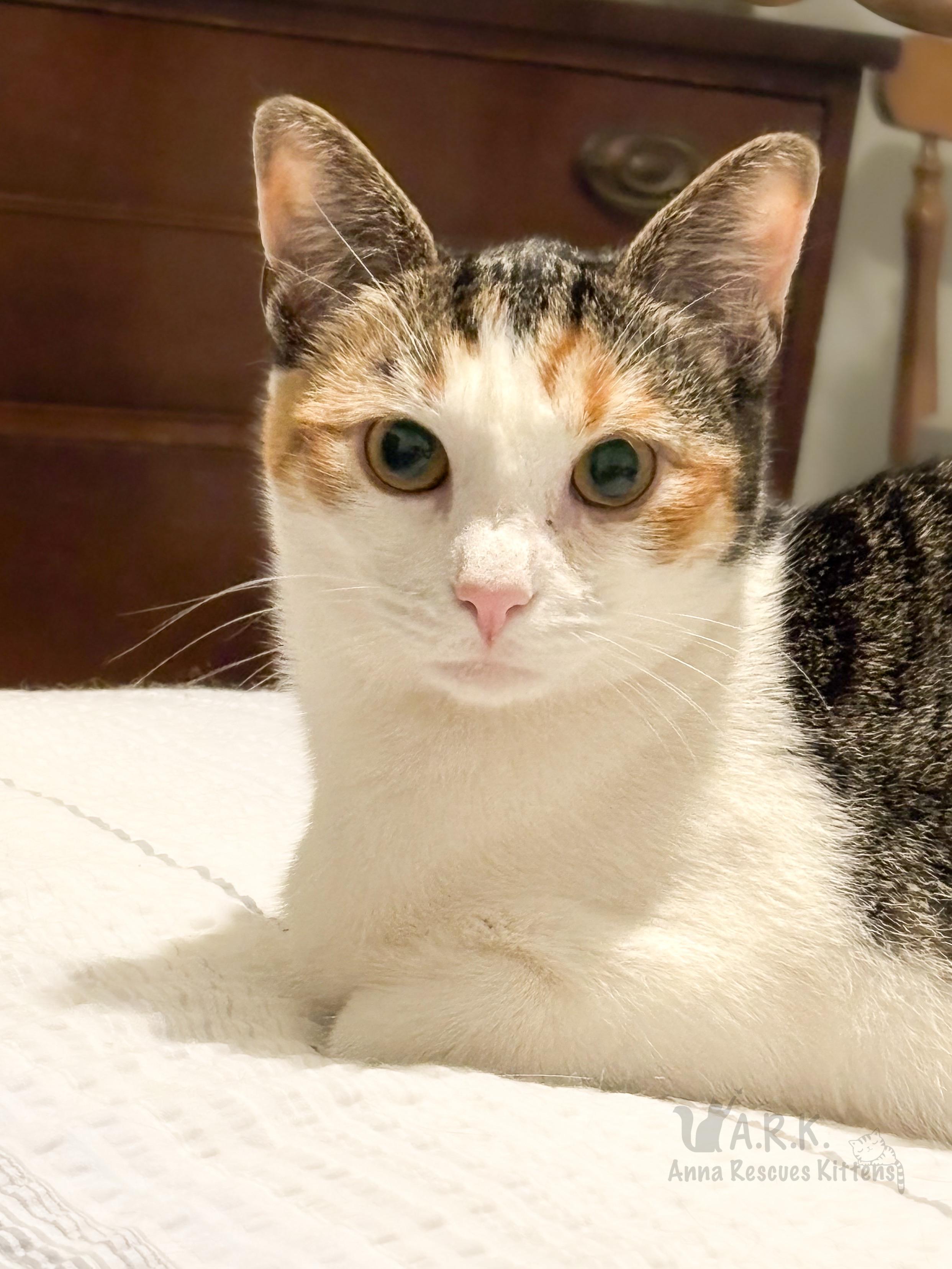 Raven, a Adoptable Domestic Short Hair image 2/3