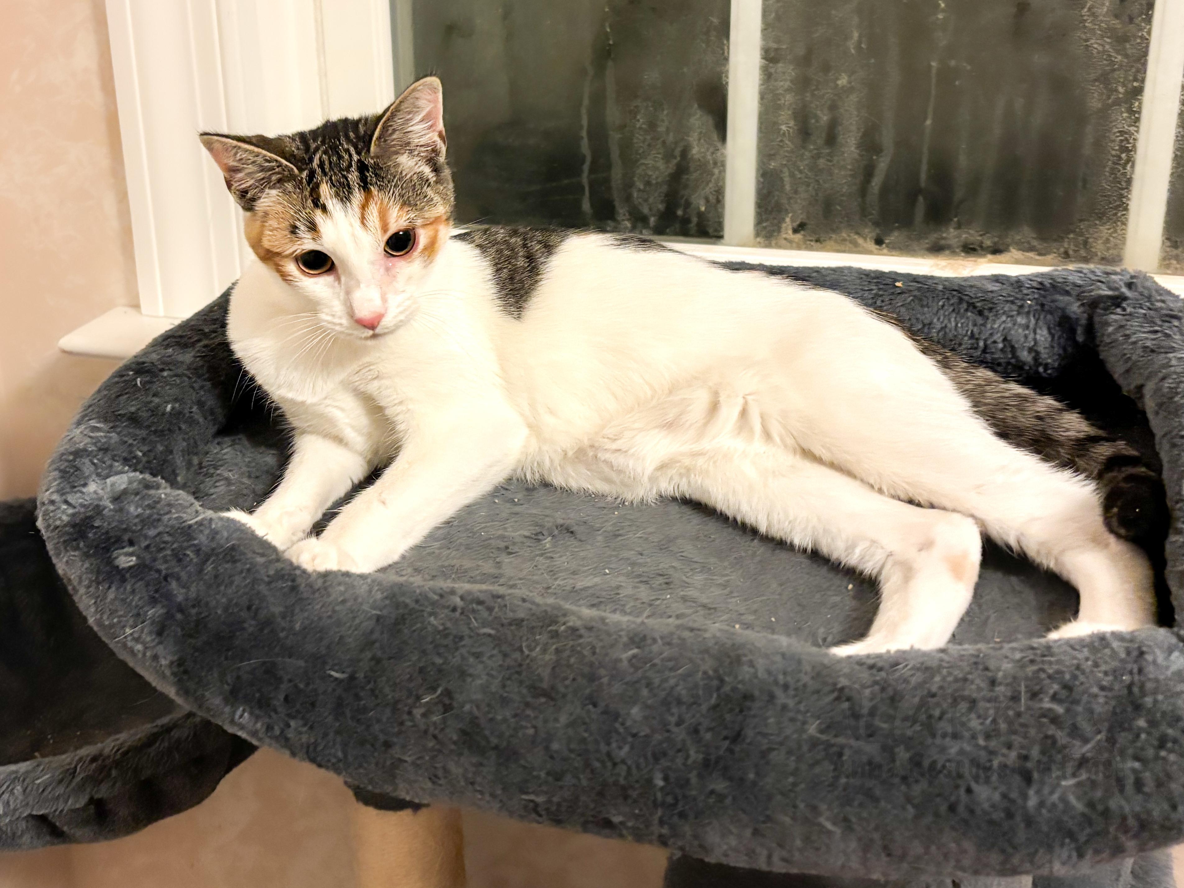 Raven, a Adoptable Domestic Short Hair image 3/3