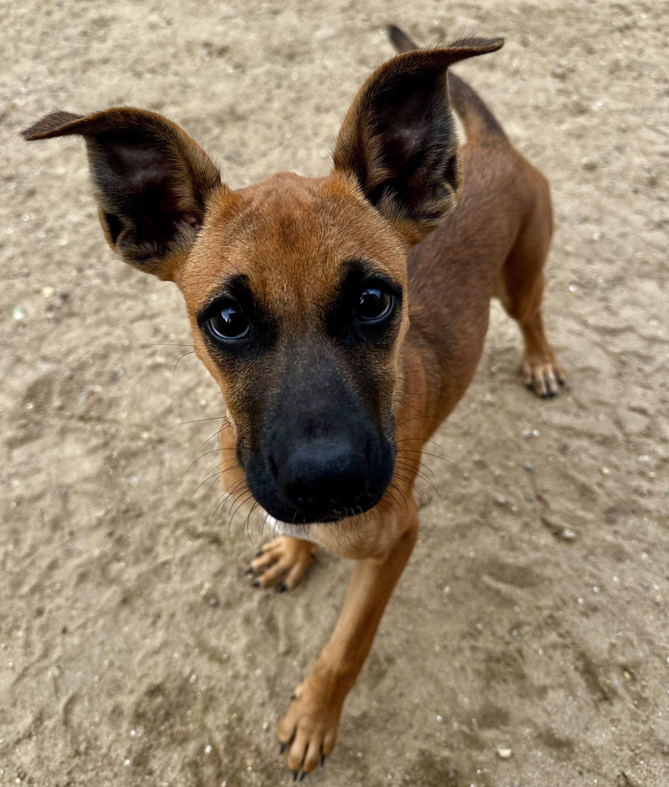 Ham HERE IN NH, Adopted, Puppy Female Mixed Breed.