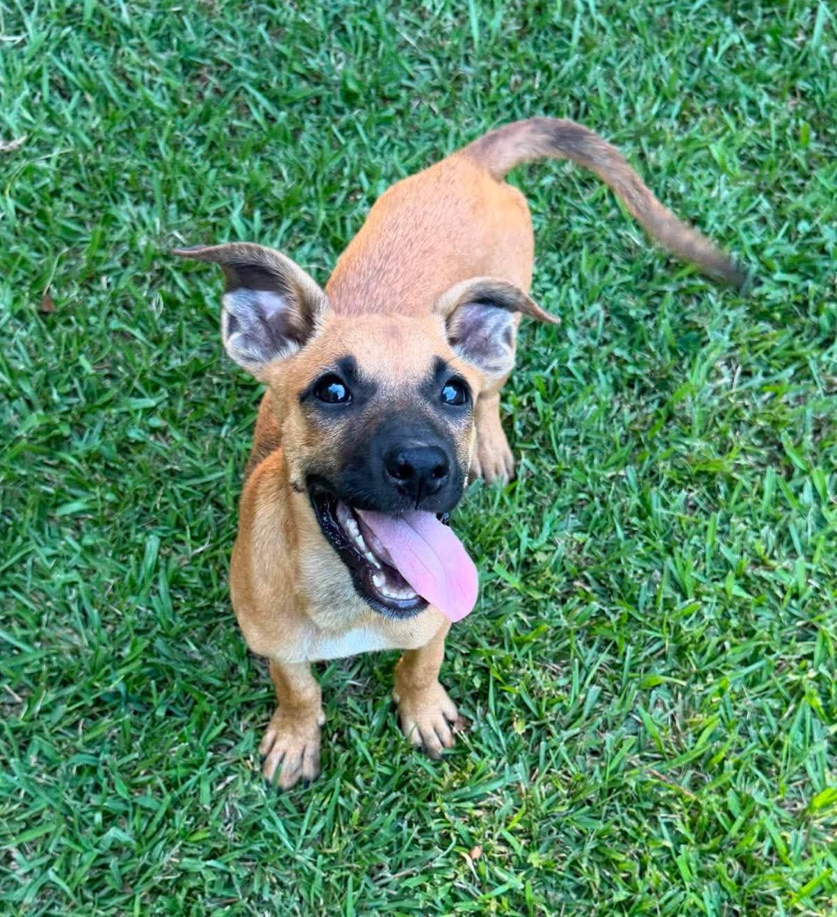 Ham, a ADOPTABLE Mixed Breed in Northwood, NH image 2/4