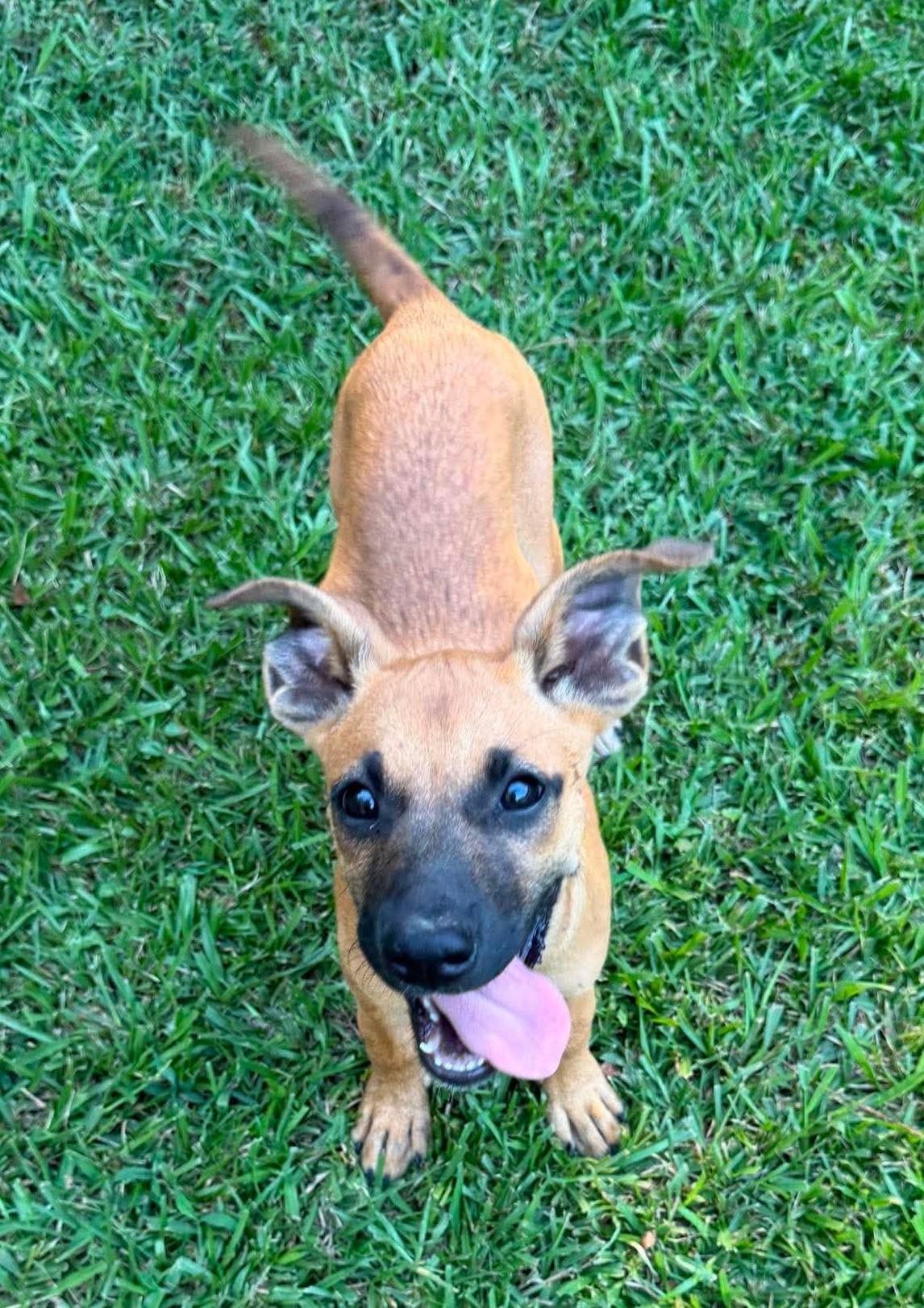 Ham, ADOPTABLE, Puppy Female Mixed Breed.