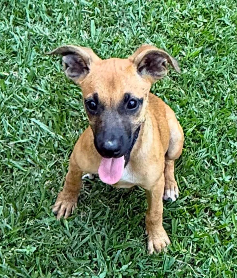 Ham, a ADOPTABLE Mixed Breed in Northwood, NH image 3/4