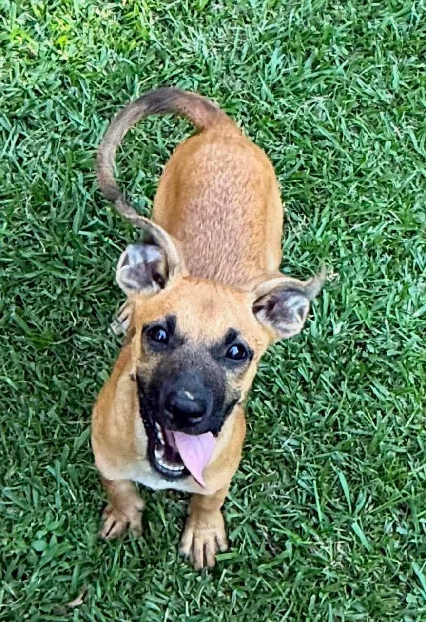 Ham, a ADOPTABLE Mixed Breed in Northwood, NH image 4/4
