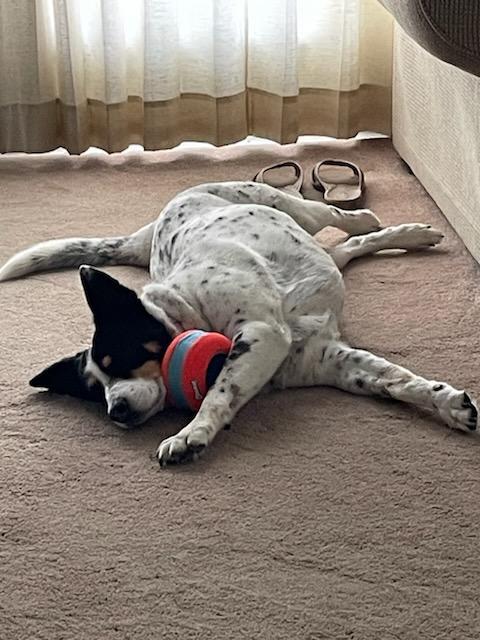 Enlarge Beans aka Katie, an adoptable mixed breed in Las Vegas, NV image 3/3