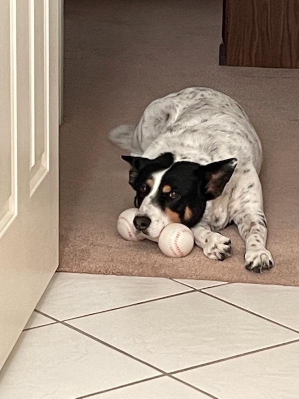 Enlarge Beans aka Katie, an adoptable mixed breed in Las Vegas, NV image 2/3