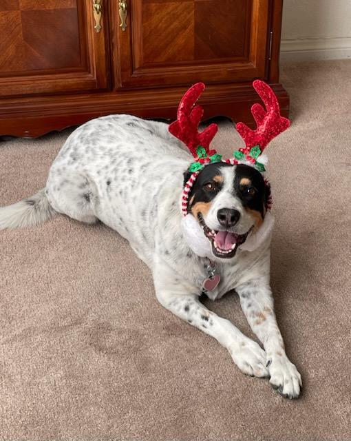 Beans aka Katie, adoptable, Senior Female Australian Cattle Dog / Blue Heeler & Labrador Retriever.
