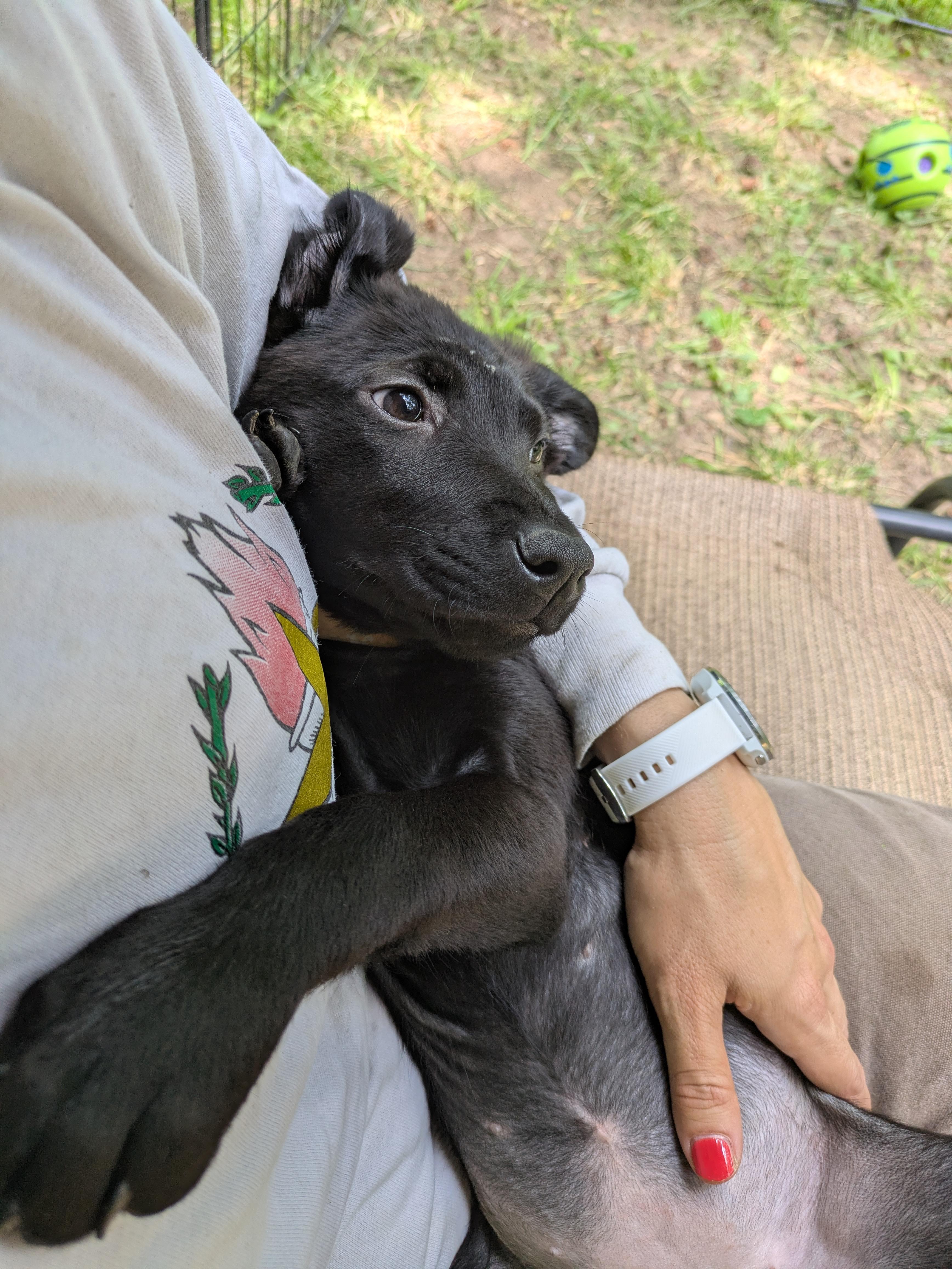 Enlarge Willa, an adopted Mixed Breed in Huntsville, AL image 3/5