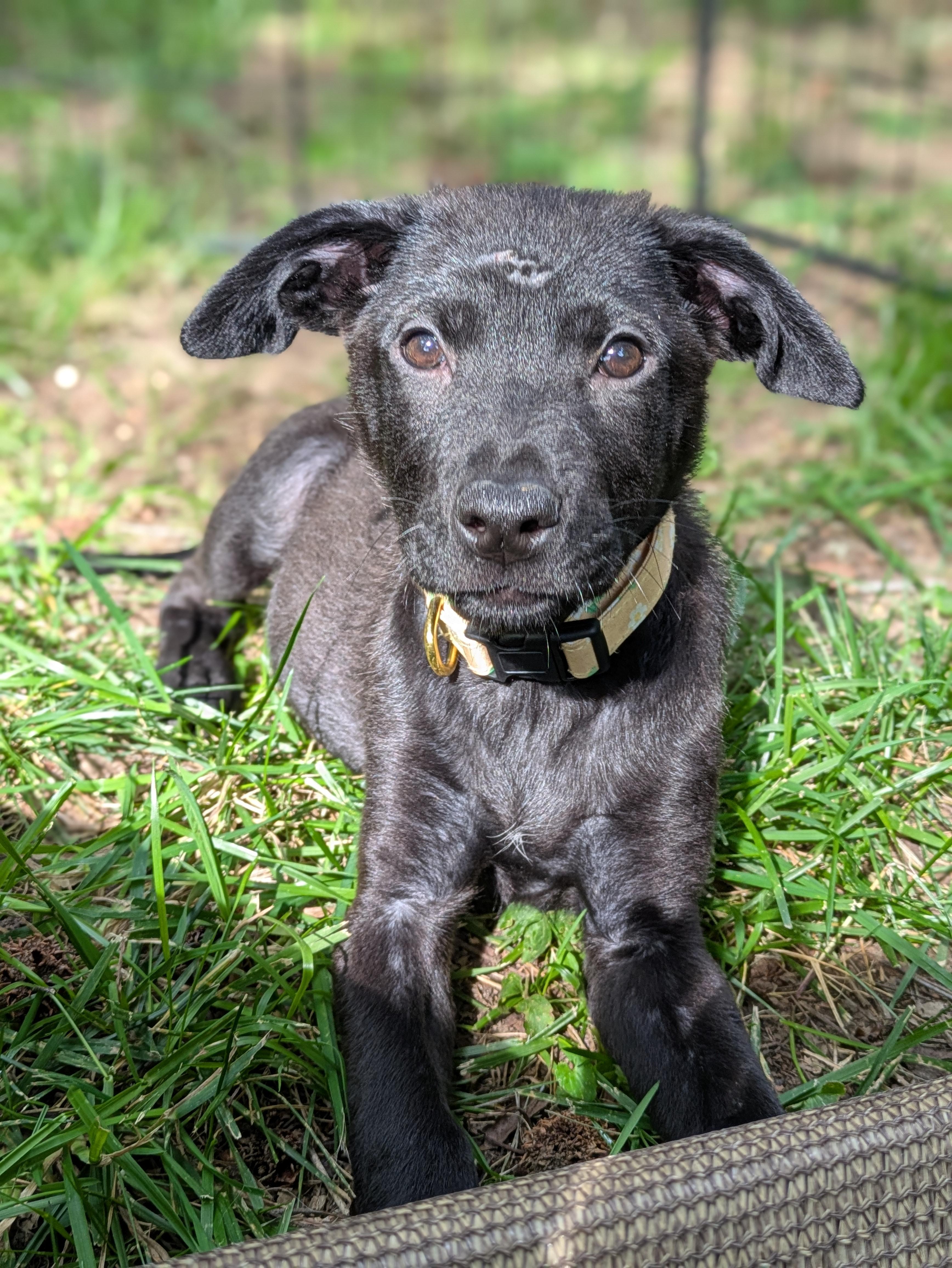 Enlarge Willa, an adopted Mixed Breed in Huntsville, AL image 1/5