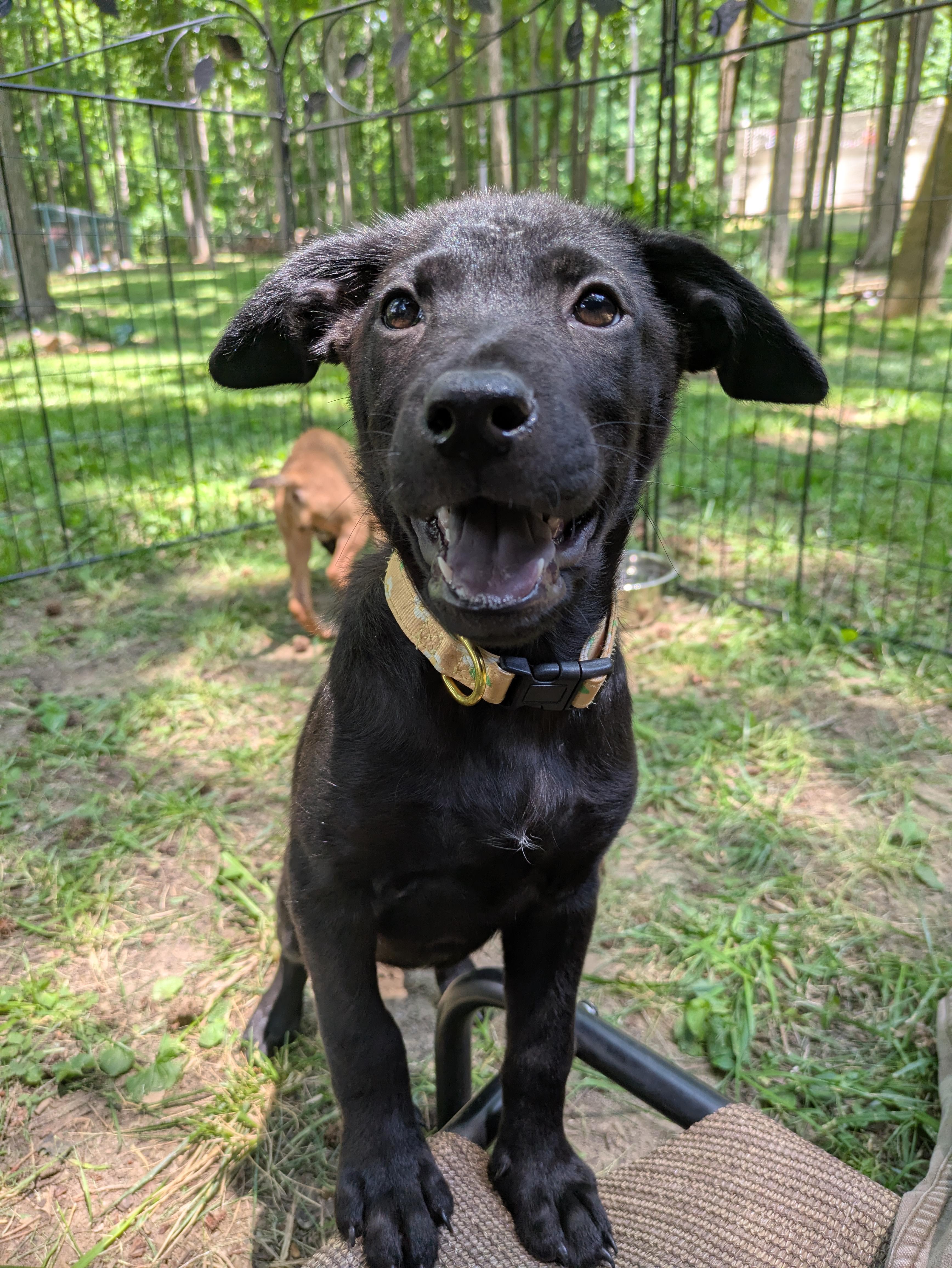 Enlarge Willa, an adopted Mixed Breed in Huntsville, AL image 4/5
