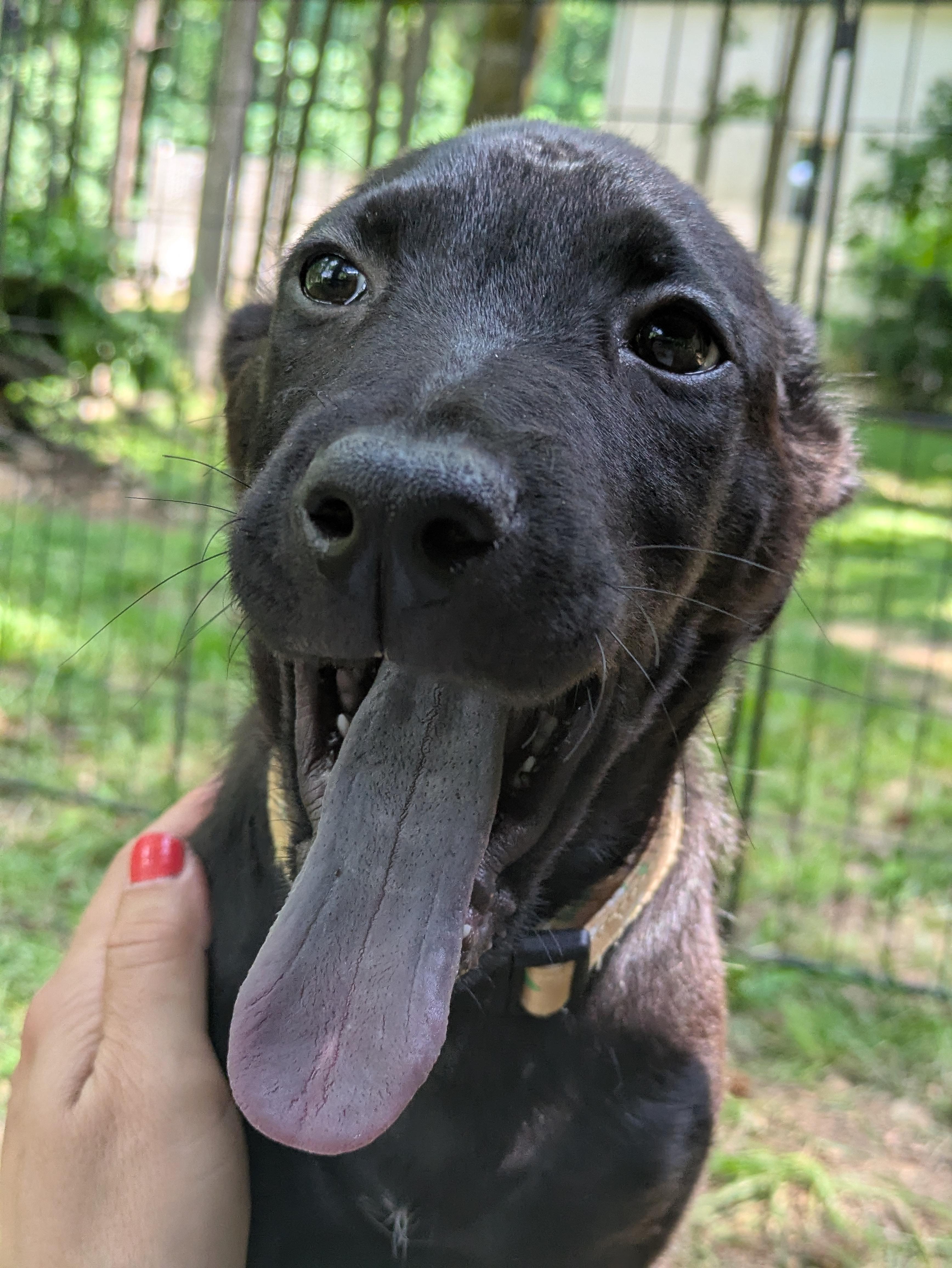 Enlarge Willa, an adopted Mixed Breed in Huntsville, AL image 5/5