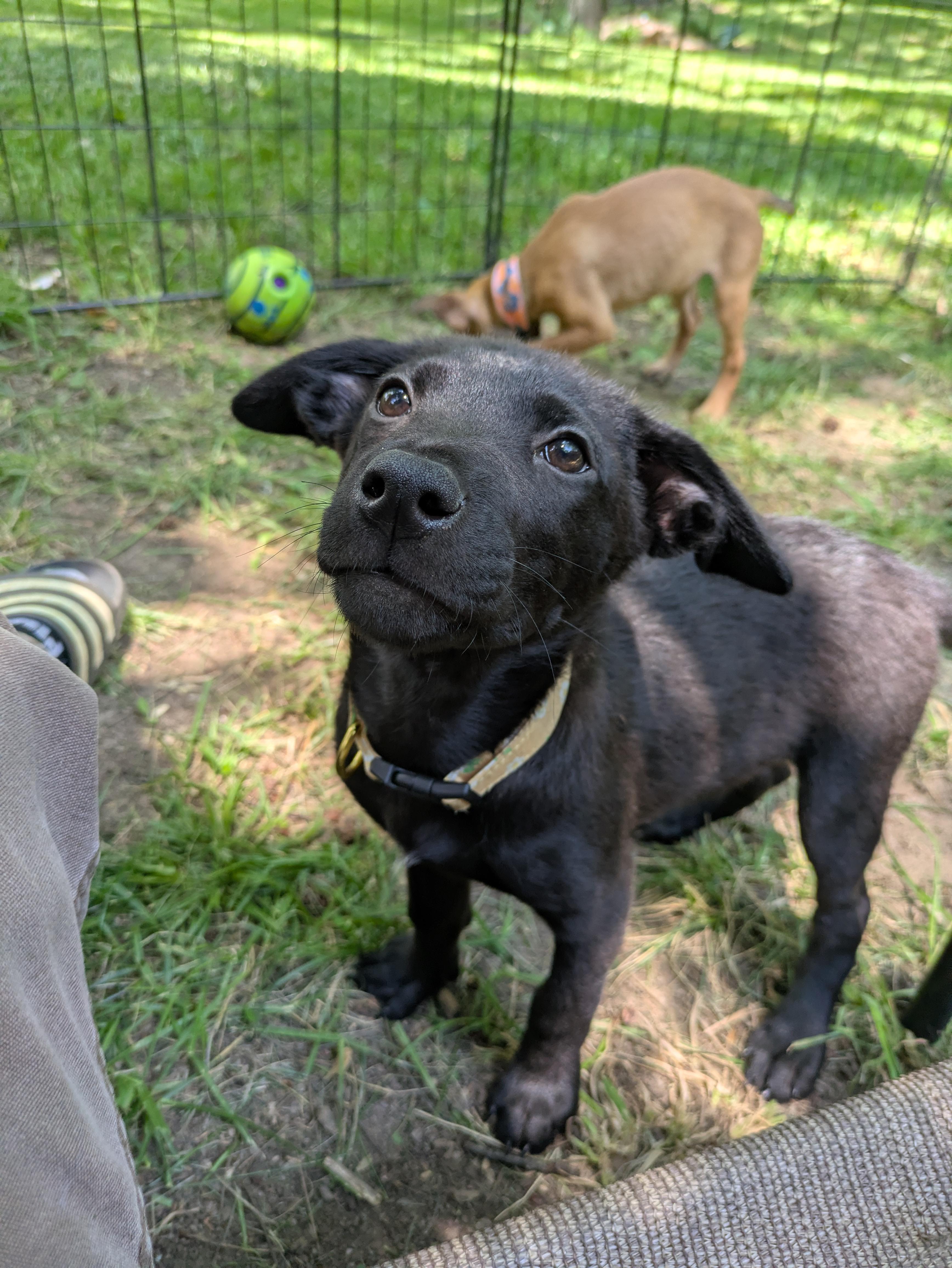 Enlarge Willa, an adopted Mixed Breed in Huntsville, AL image 2/5