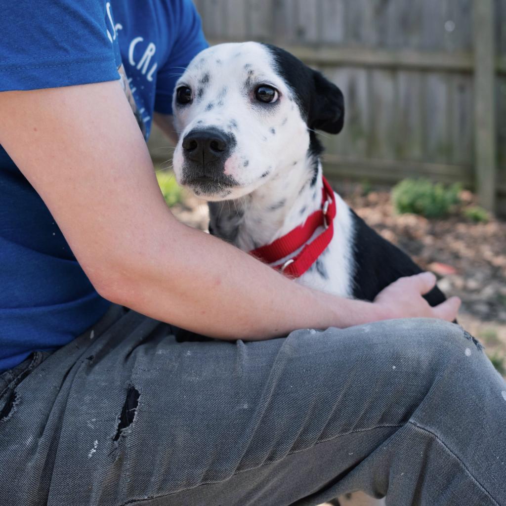 Xaivu, Adoptable, Adult Male Mixed Breed & Mixed Breed.