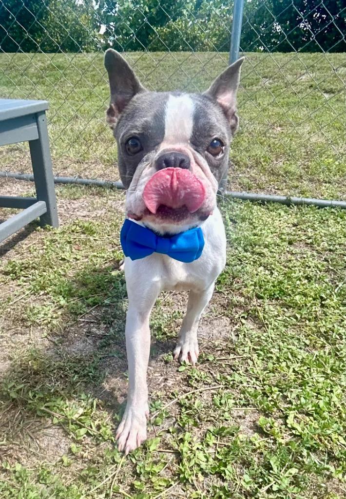 Enlarge Zap, a Adoptable mixed breed in Cape Coral, FL image 1/4