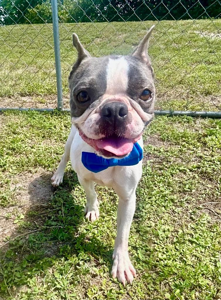 Enlarge Zap, a Adoptable mixed breed in Cape Coral, FL image 2/4