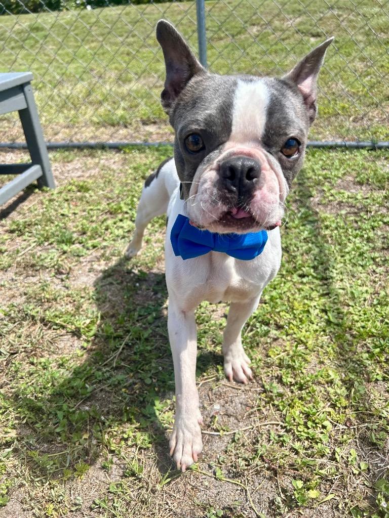 Enlarge Zap, a Adoptable mixed breed in Cape Coral, FL image 3/4