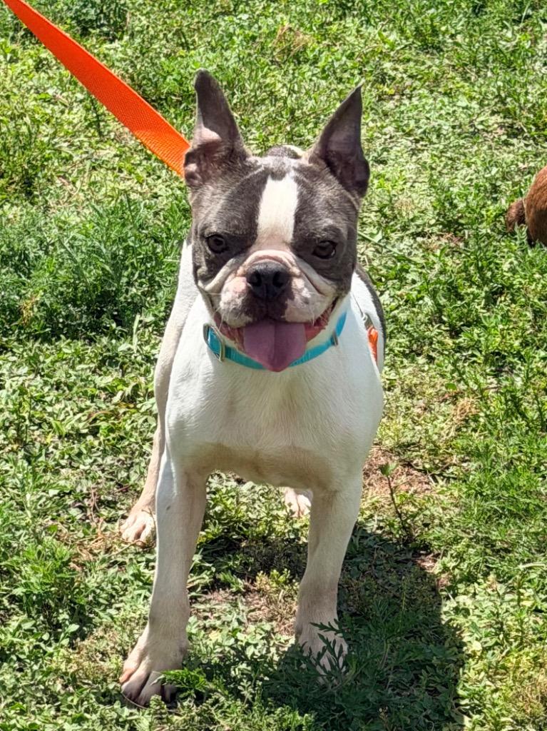 Enlarge Zap, a Adoptable mixed breed in Cape Coral, FL image 4/4
