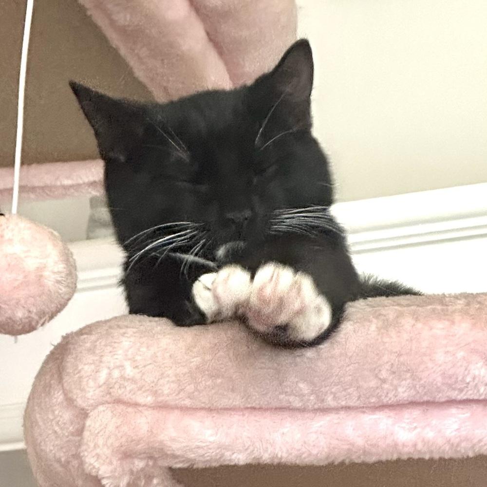 Mojito, Adoptable, Young Male Domestic Short Hair.