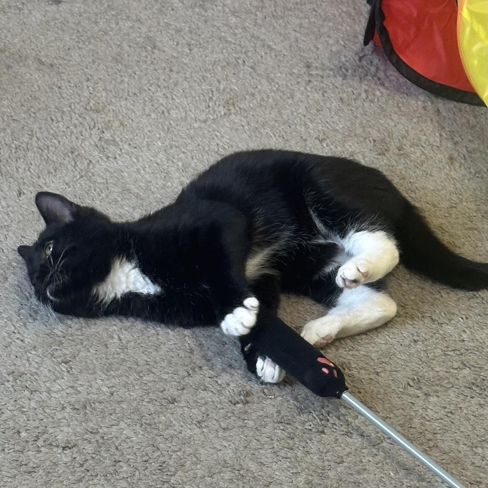 Mojito — thumbnail 3