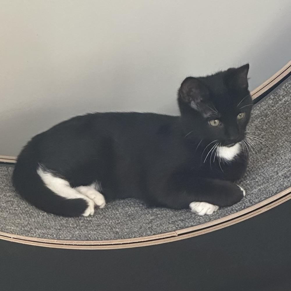 Enlarge Mojito, a Adoptable mixed breed in Panama City Beach, FL image 4/7