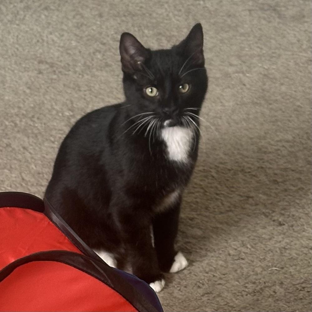 Mojito — thumbnail 6