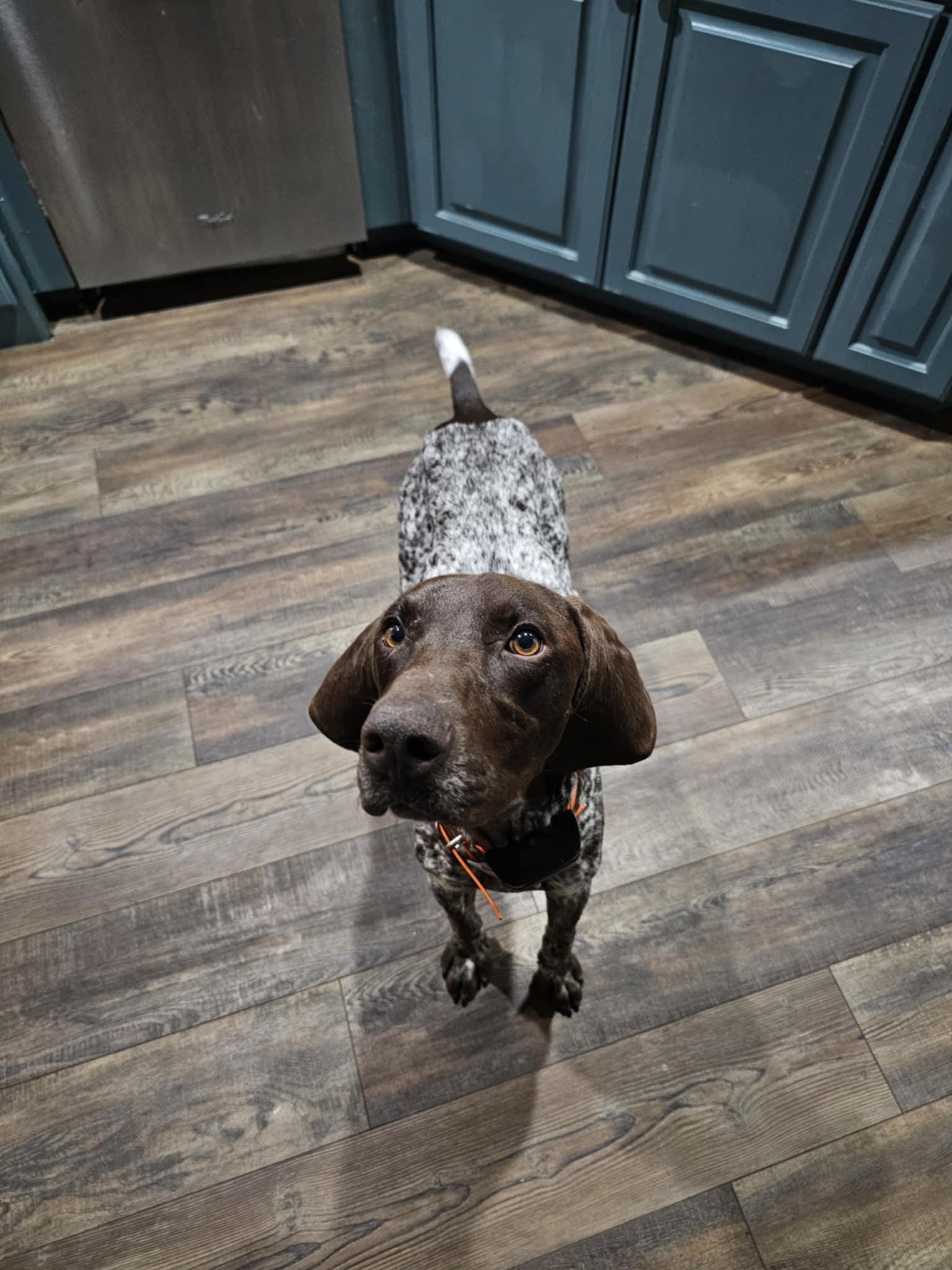 Enlarge Cedar, a Adopted German Shorthaired Pointer in Fayetteville, AR image 2/5