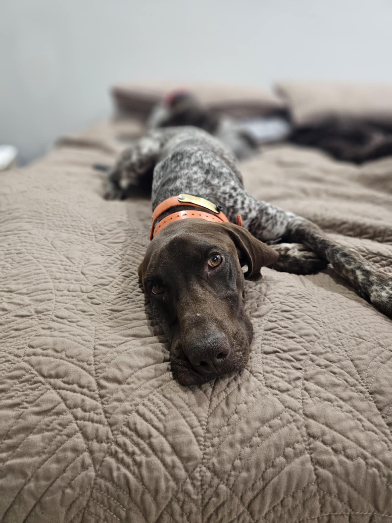 Enlarge Cedar, a Adopted German Shorthaired Pointer in Fayetteville, AR image 3/5