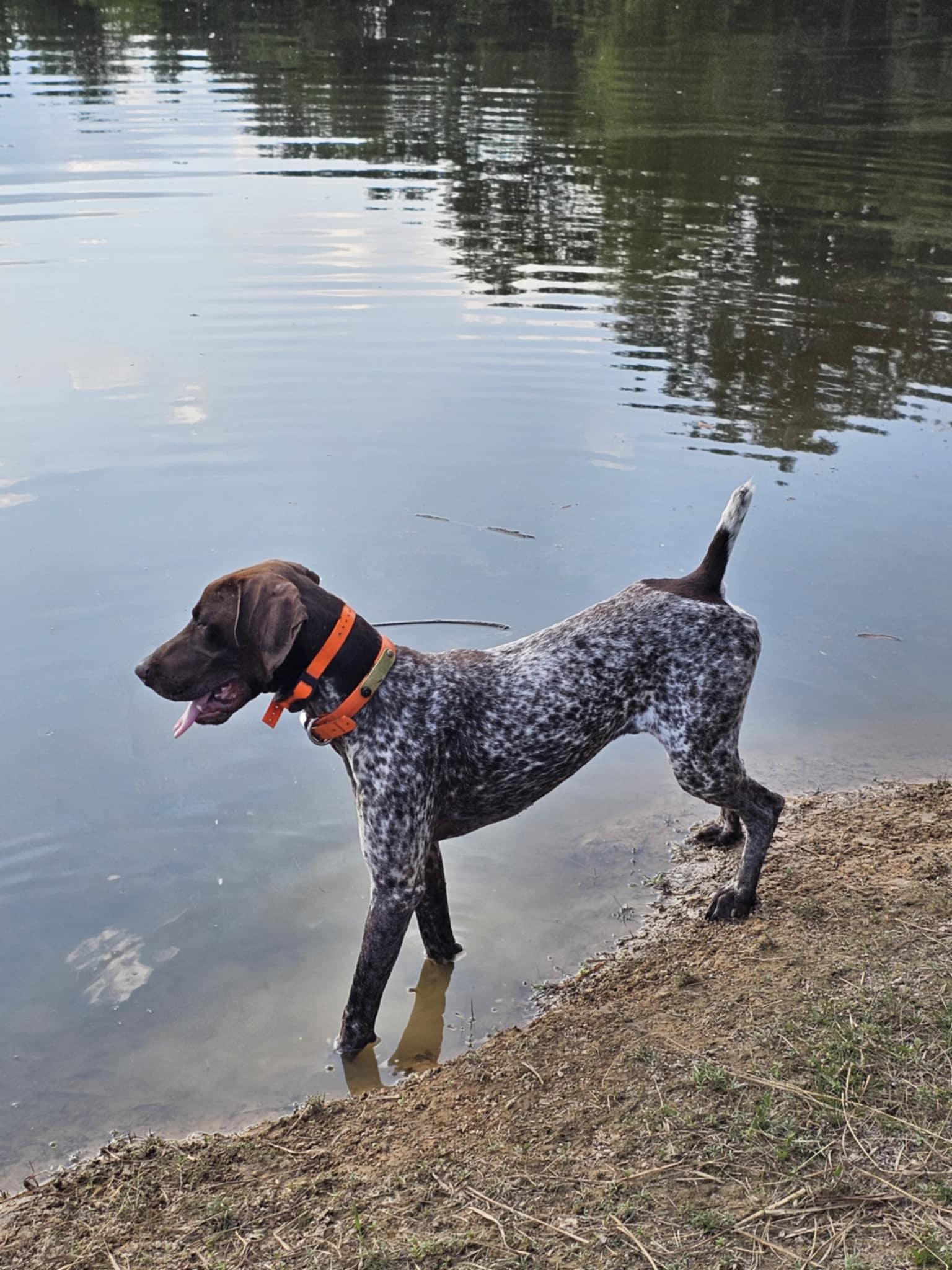 Cedar, Adopted, Young Male German Shorthaired Pointer.