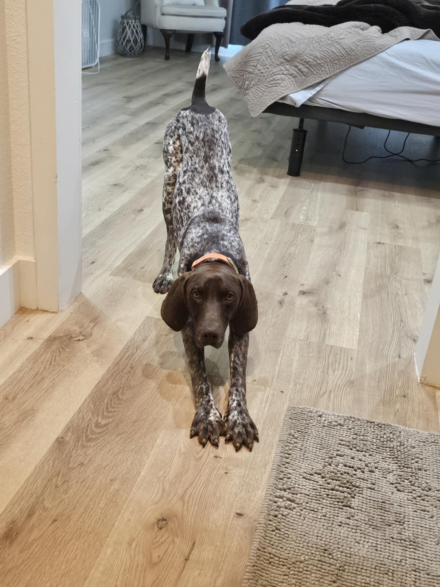 Enlarge Cedar, a Adopted German Shorthaired Pointer in Fayetteville, AR image 4/5