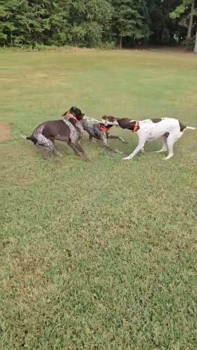 Enlarge Cedar, a Adopted German Shorthaired Pointer in Fayetteville, AR video 5/5