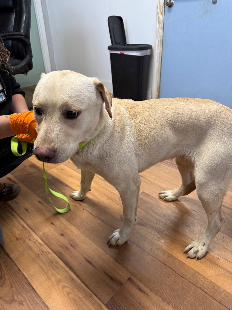 Cindy Lou Who, Adoptable, Young Female Retriever & Terrier.