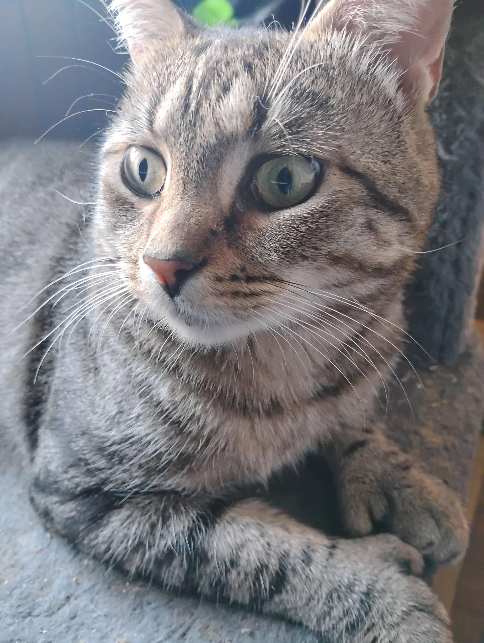 Enlarge Tom Thumb, a Adoptable mixed breed in Jersey City , NJ image 3/6