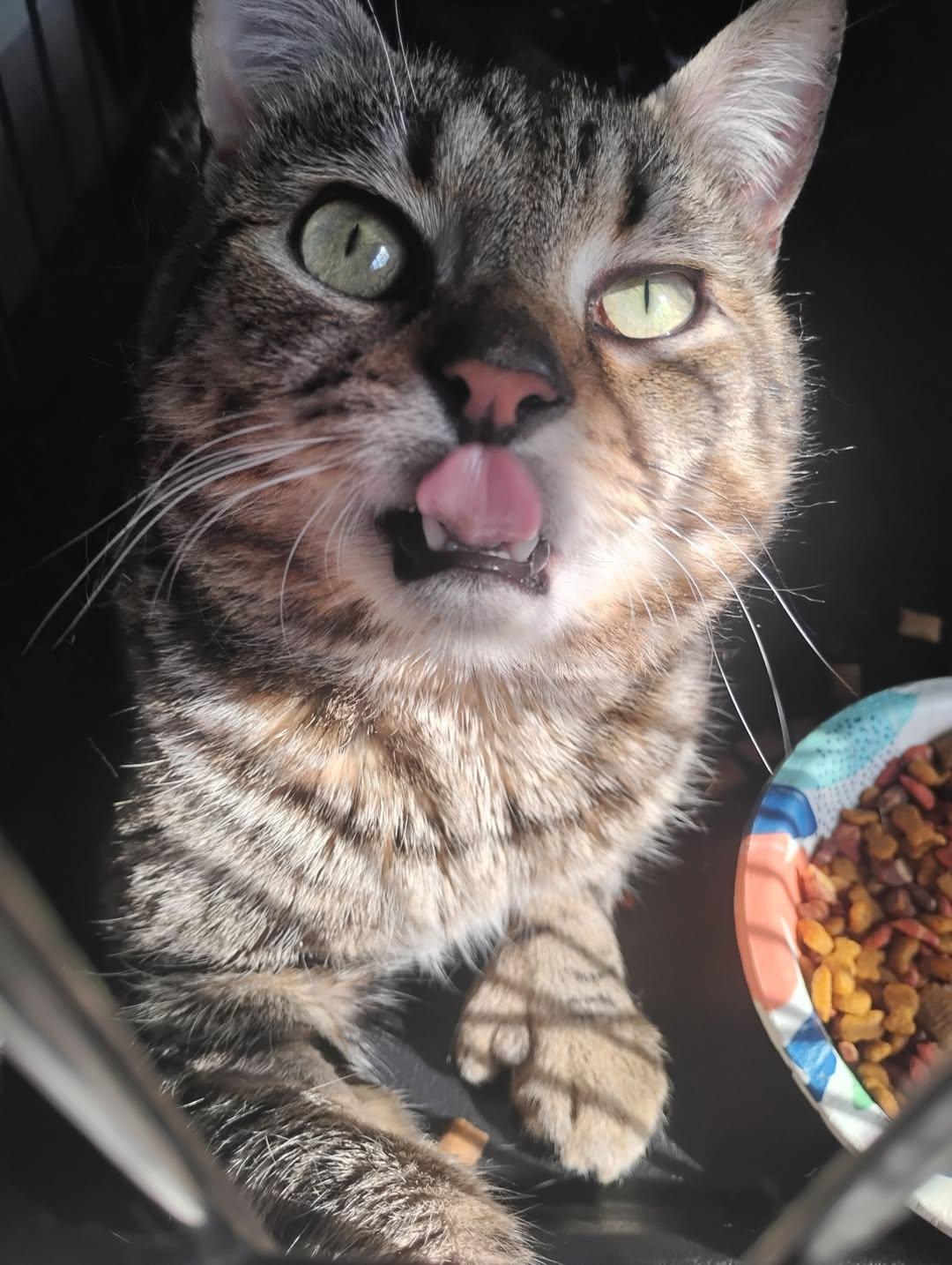 Enlarge Tom Thumb, a Adoptable mixed breed in Jersey City , NJ image 2/6