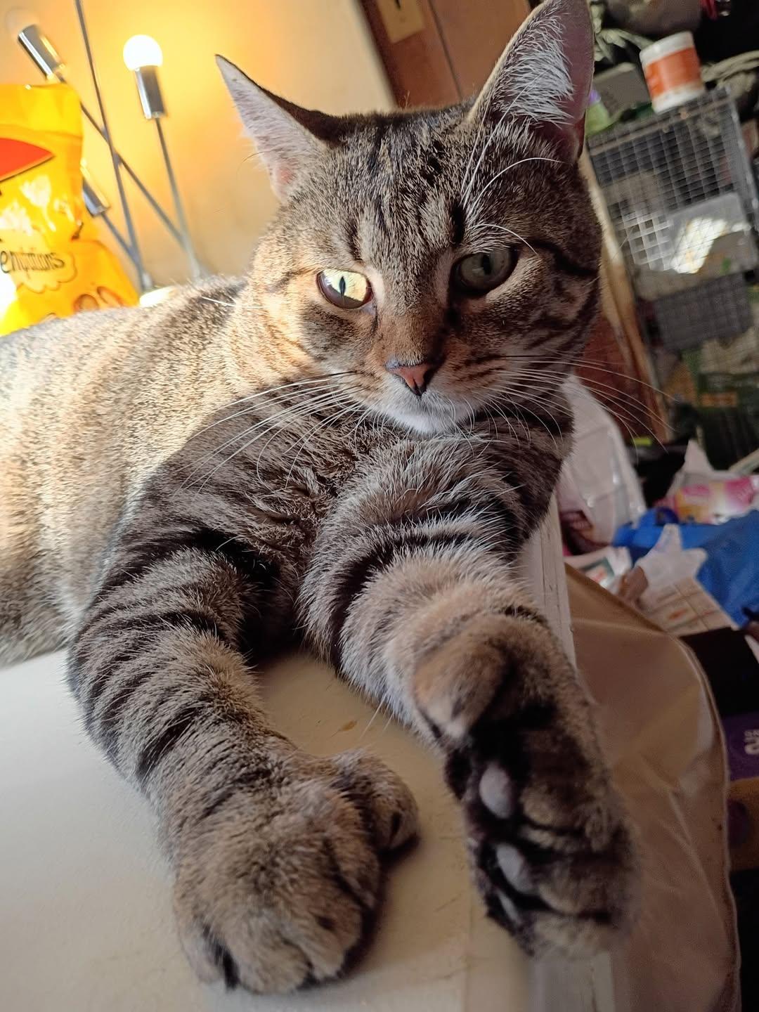 Enlarge Tom Thumb, a Adoptable mixed breed in Jersey City , NJ image 5/6