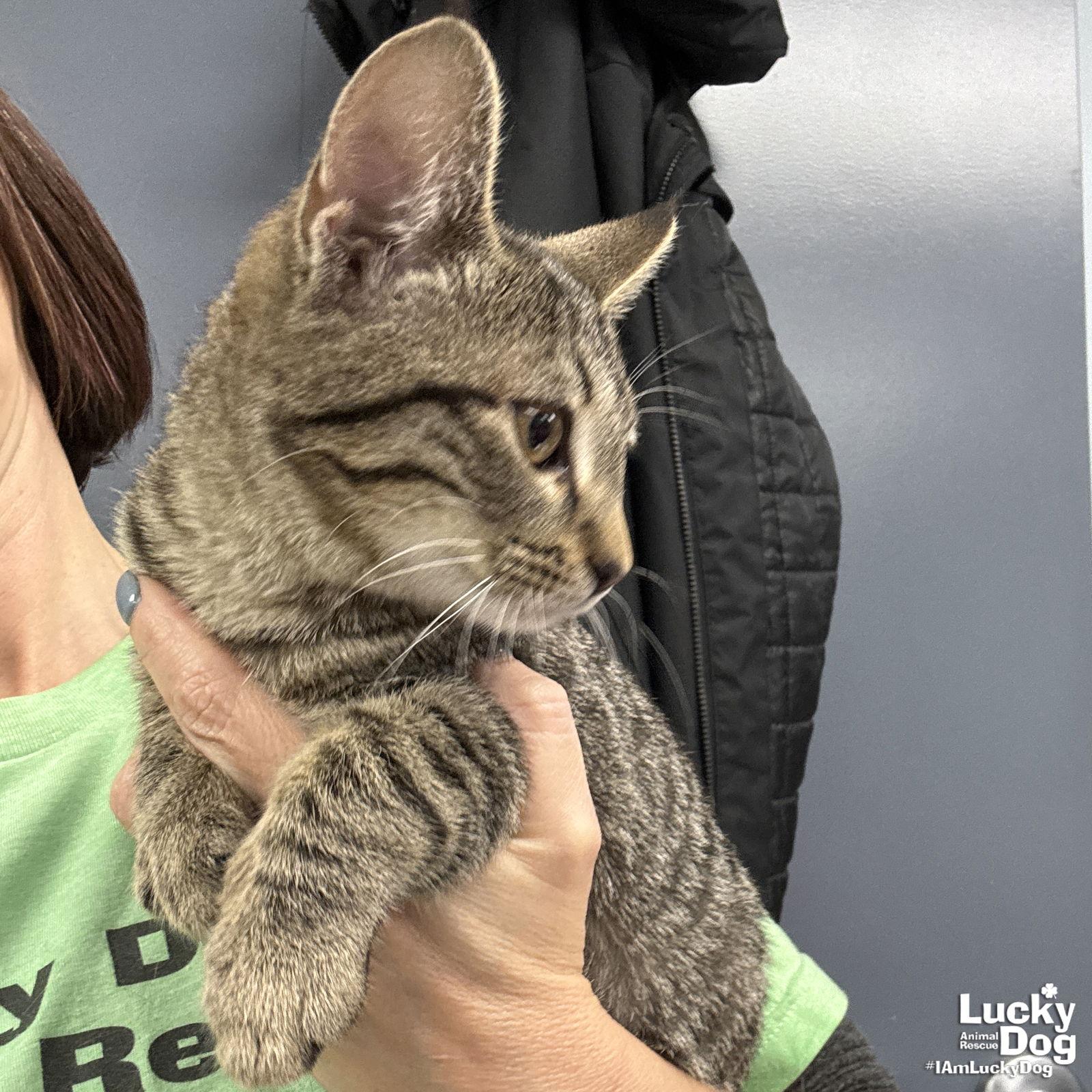 Enlarge Duchess, a Adoptable Domestic Short Hair in Washington, DC image 1/2