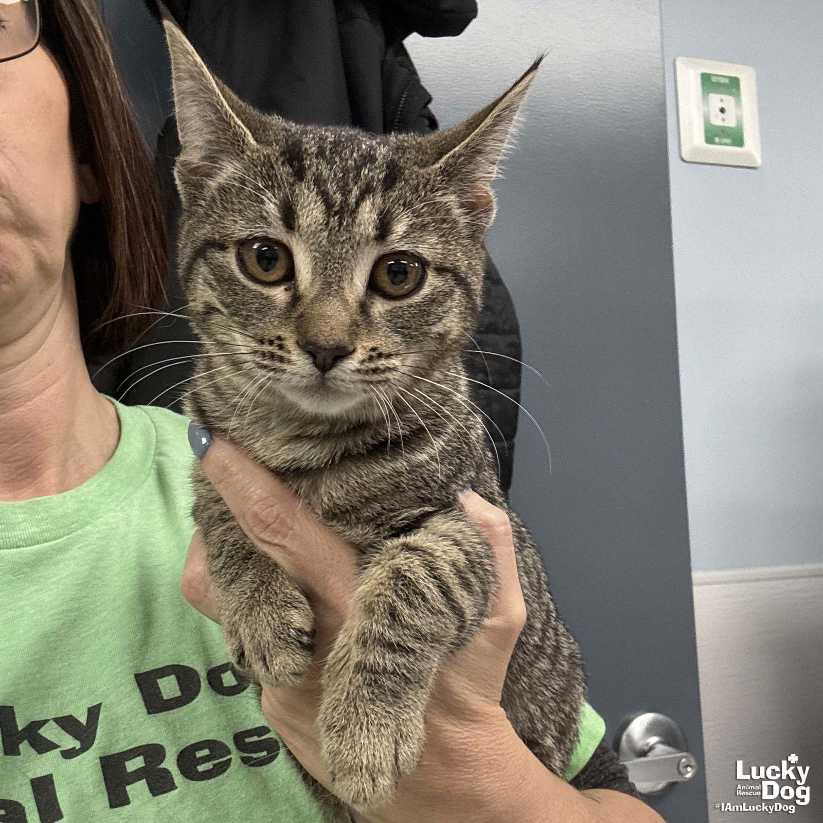 Enlarge Duchess, a Adoptable Domestic Short Hair in Washington, DC image 2/2