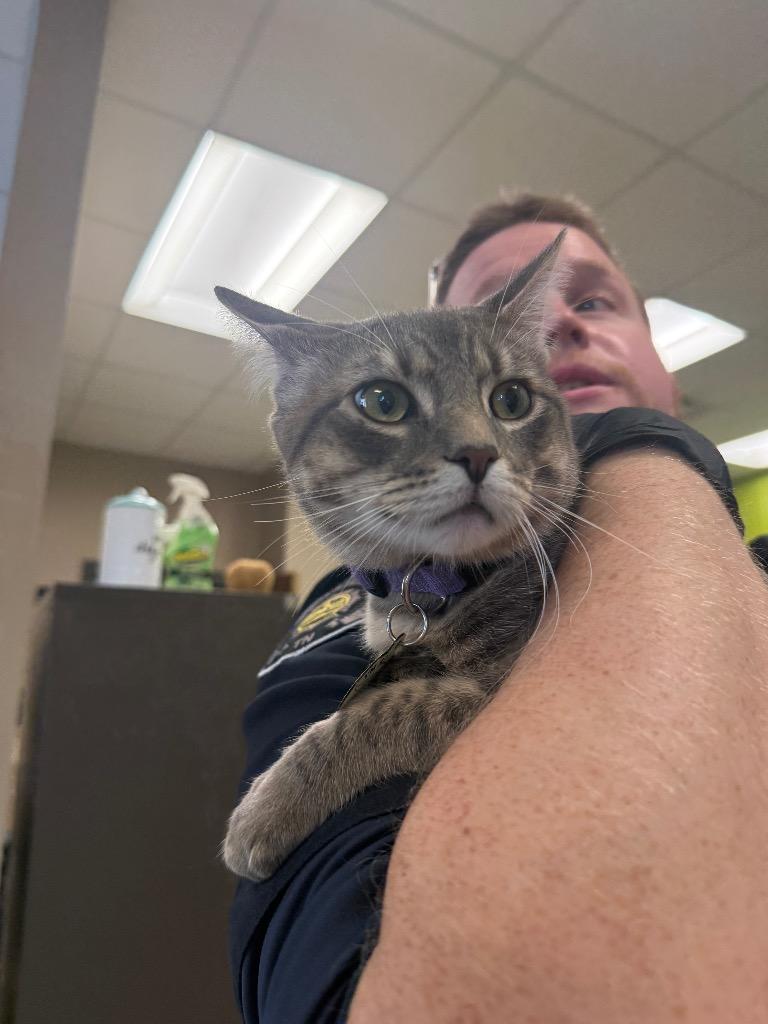 Simba, Adoptable, Young Male Domestic Short Hair.