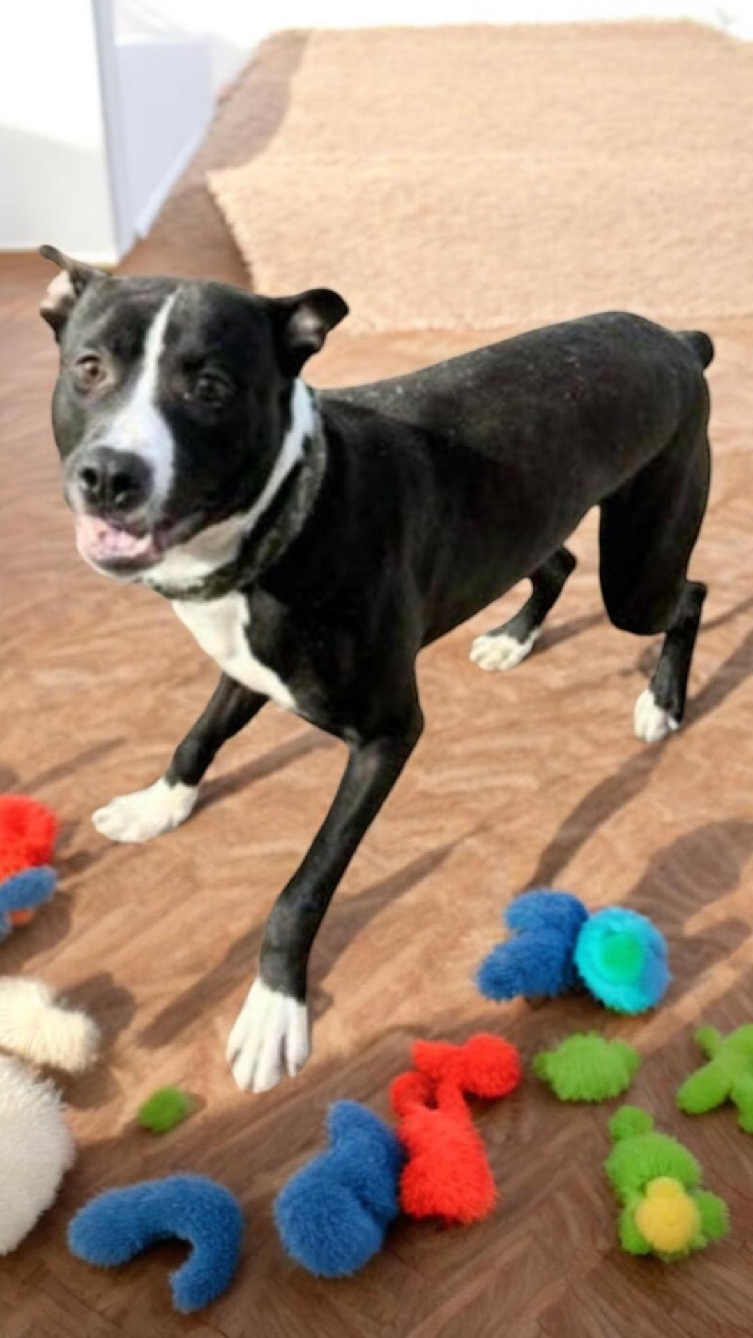 Adelor, a Adoptable mixed breed in Locust Grove, VA image 1/3