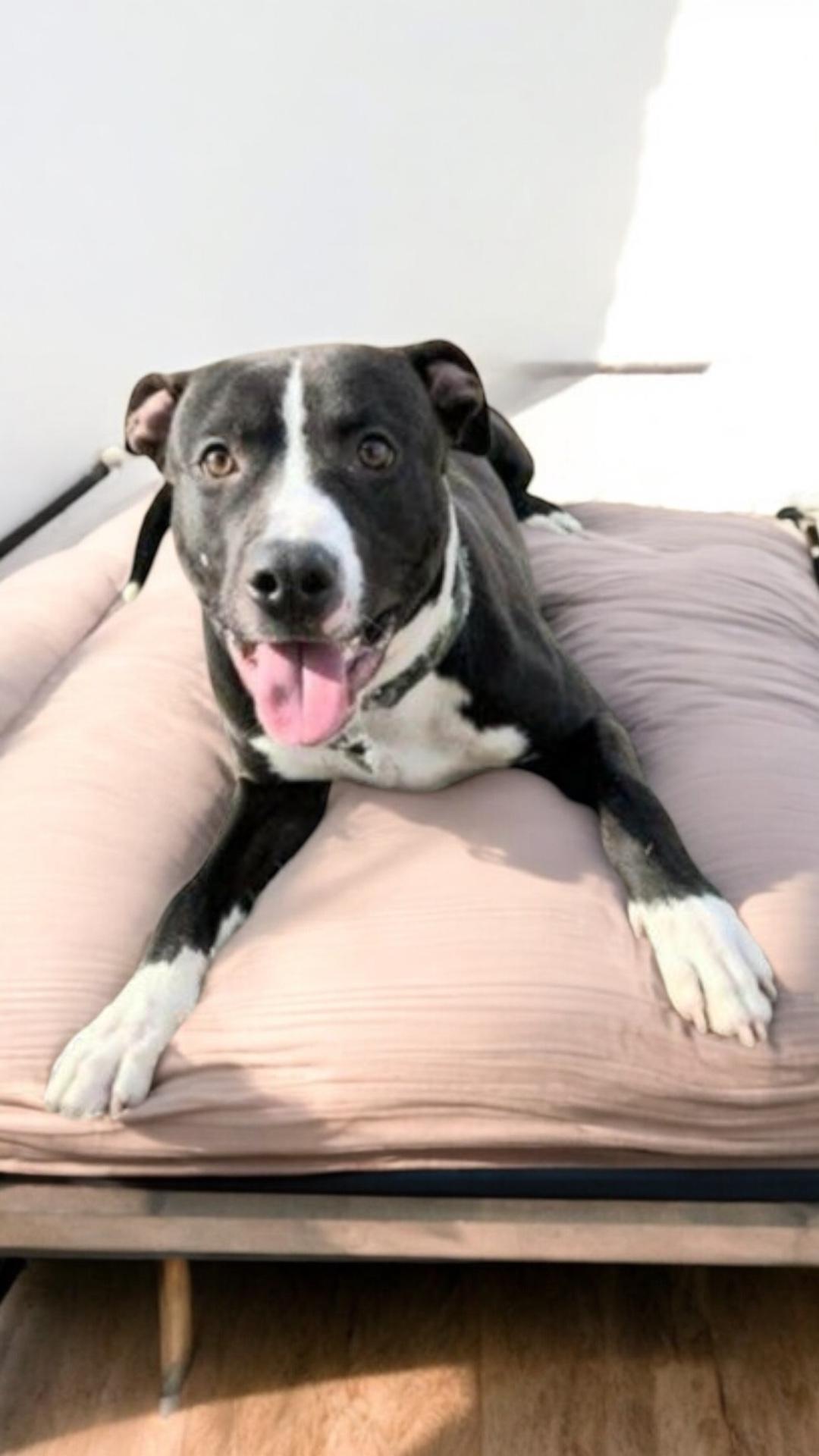 Adelor, a Adoptable mixed breed in Locust Grove, VA image 3/3