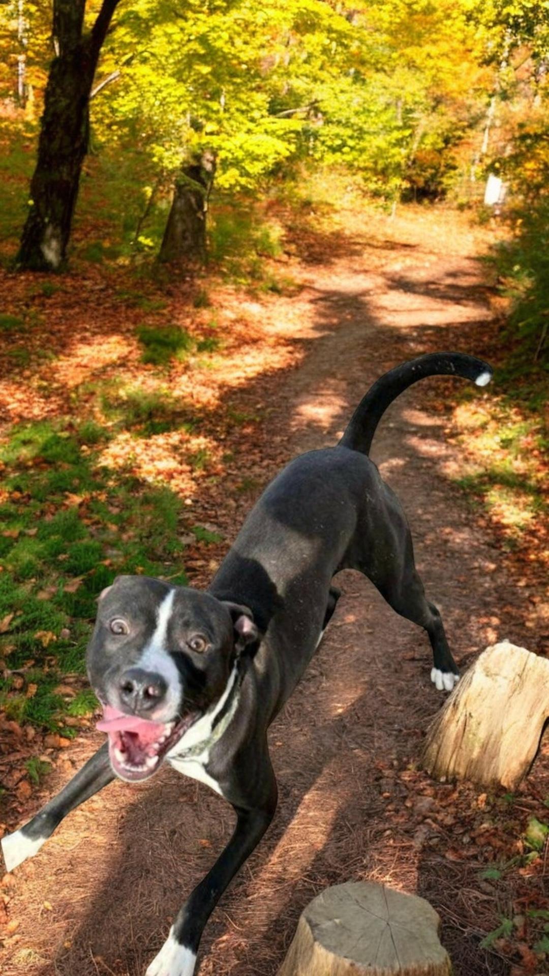 Adelor, a Adoptable mixed breed in Locust Grove, VA image 2/3