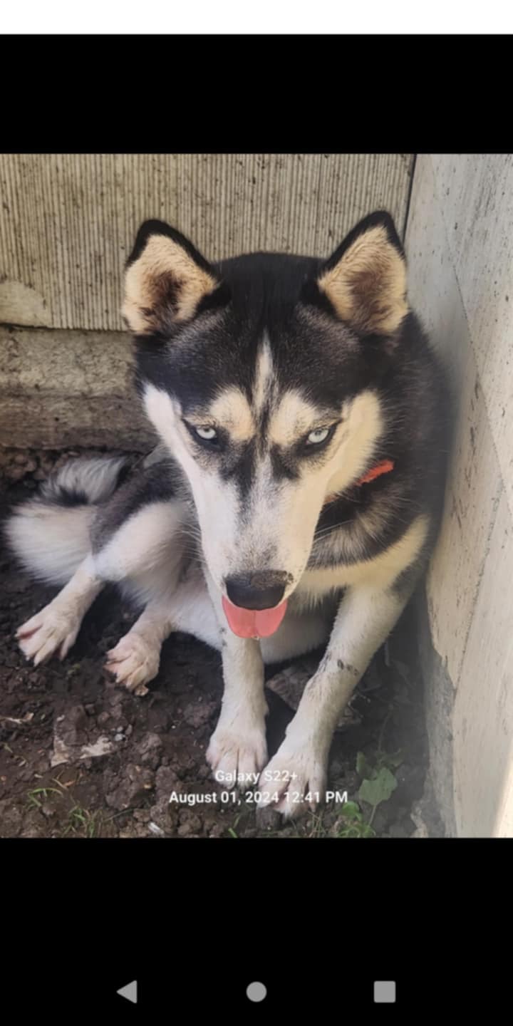 Aurora, Adopted, Young Female Husky.