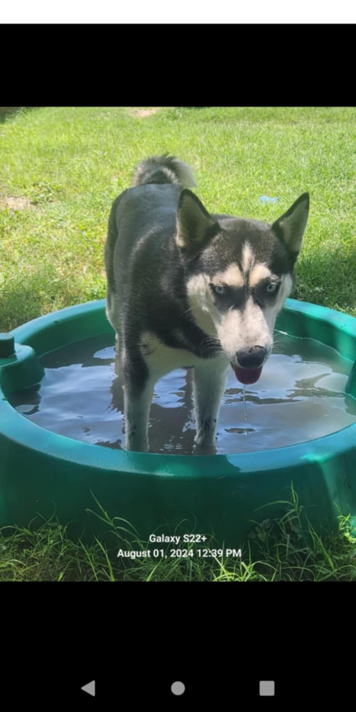 Enlarge Aurora, a Adopted Husky in Converse, TX image 2/5